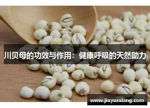 川贝母的功效与作用：健康呼吸的天然助力