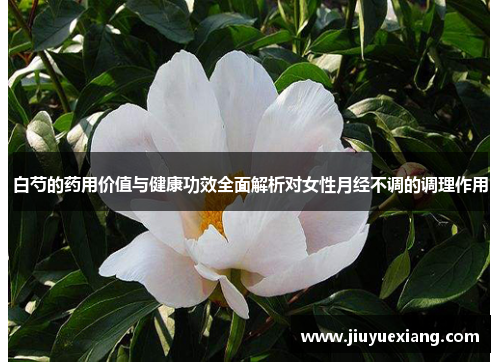 白芍的药用价值与健康功效全面解析对女性月经不调的调理作用