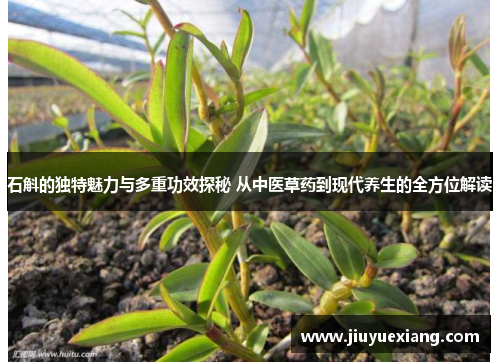 石斛的独特魅力与多重功效探秘 从中医草药到现代养生的全方位解读